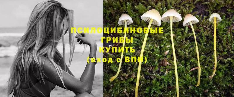 Галлюциногенные грибы Psilocybe  закладка  кракен как войти  Старая Купавна 